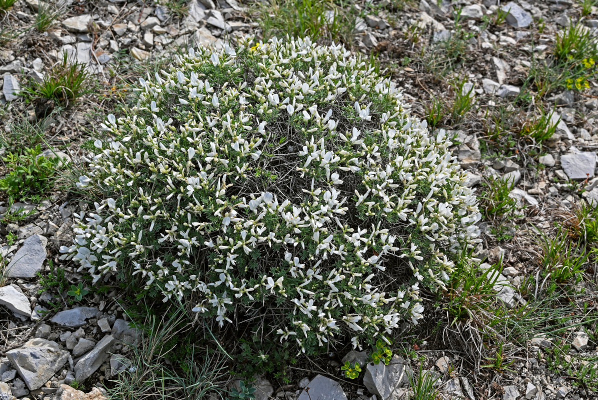 Image of Onobrychis cornuta specimen.