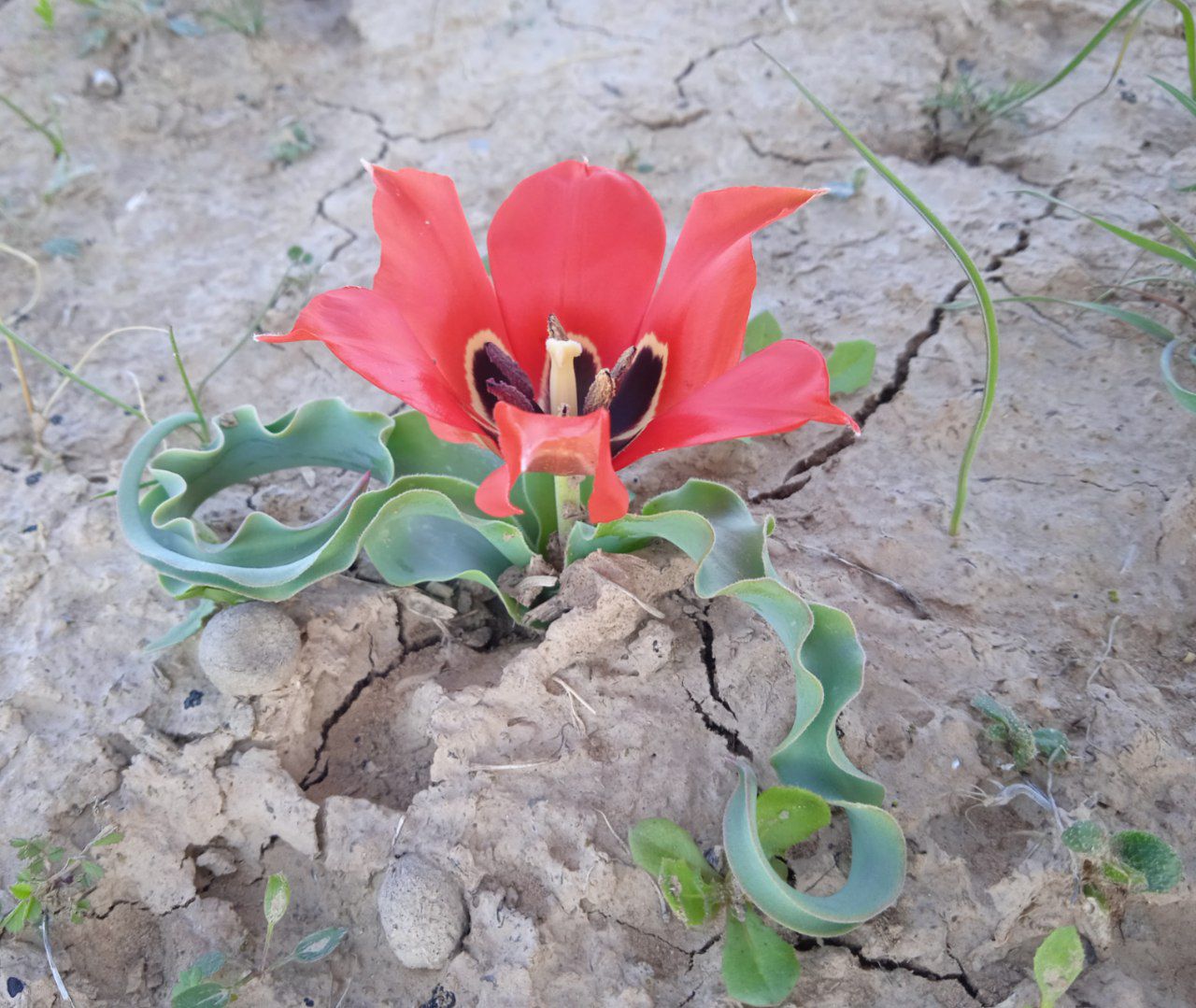 Изображение особи Tulipa tubergeniana.