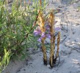 Phelipanche arenaria. Расцветающее растение (паразитирует на Artemisia arenaria). Краснодарский край, м/о Анапа, пос. Витязево, в р-не пересечения ул. Скифской и Санаторного проезда, дюна. 15.06.2021.