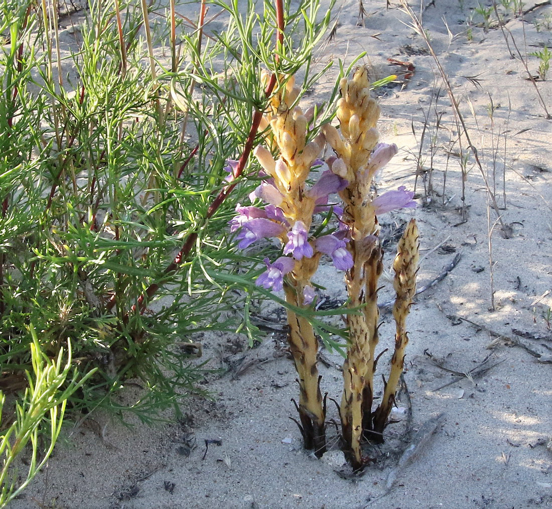 Image of Phelipanche arenaria specimen.