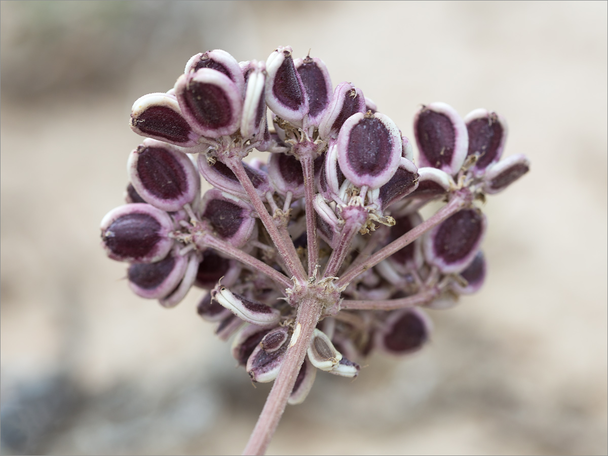 Изображение особи Zosima absinthifolia.