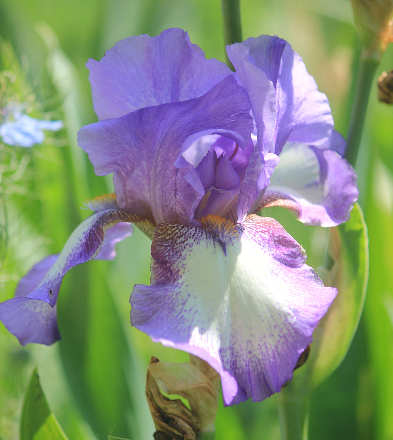 Изображение особи Iris × hybrida.