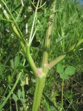 genus Trinia. Часть побега с муравьём. Краснодарский край, окр. г. Армавир, степной склон. 04.05.2023.
