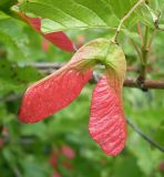 Acer tataricum