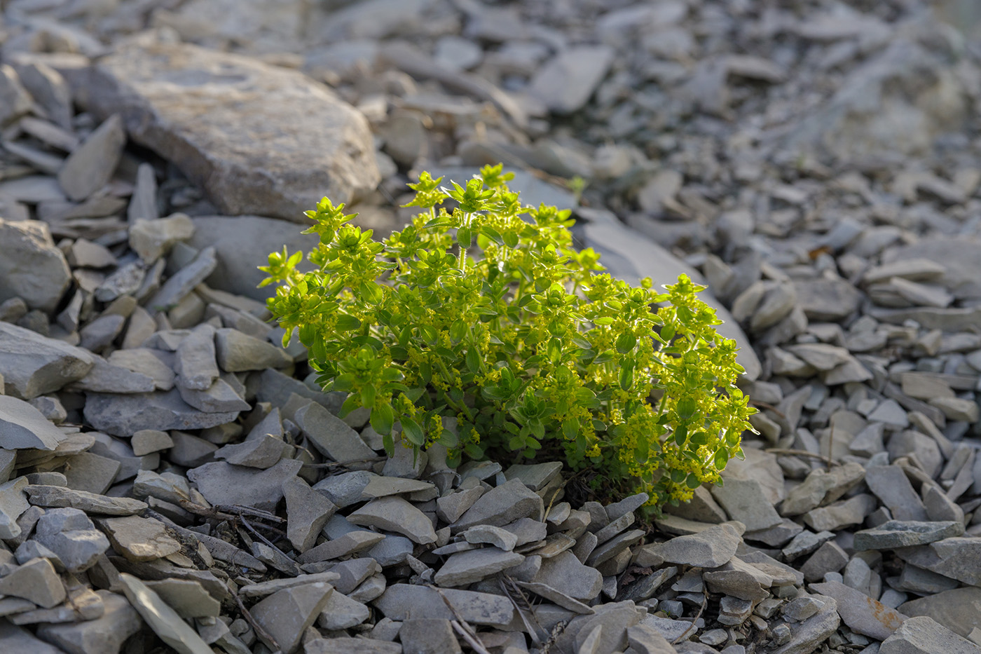 Изображение особи Cruciata laevipes.