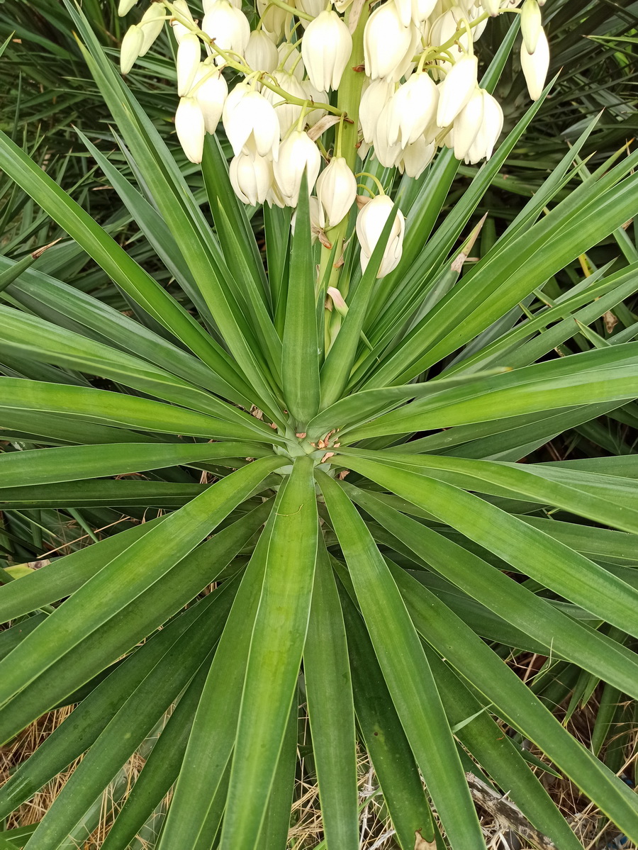 Изображение особи Yucca aloifolia.