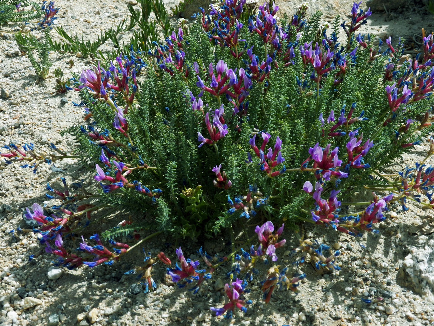 Image of Oxytropis chiliophylla specimen.