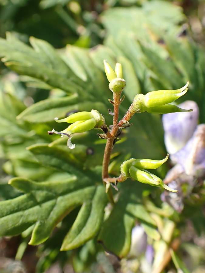 Image of Aconitum sczukinii specimen.
