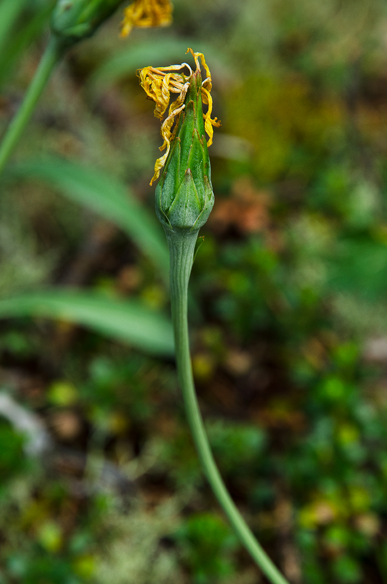 Изображение особи Scorzonera glabra.