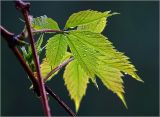 Parthenocissus quinquefolia