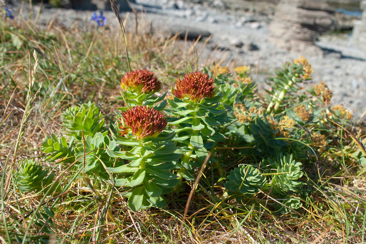 Image of Rhodiola rosea specimen.