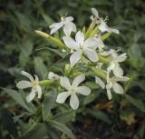 Saponaria officinalis. Соцветие. Татарстан, Агрызский р-н, с. Красный Бор, огород, залежь. 01.10.2023.