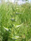 Atriplex sagittata