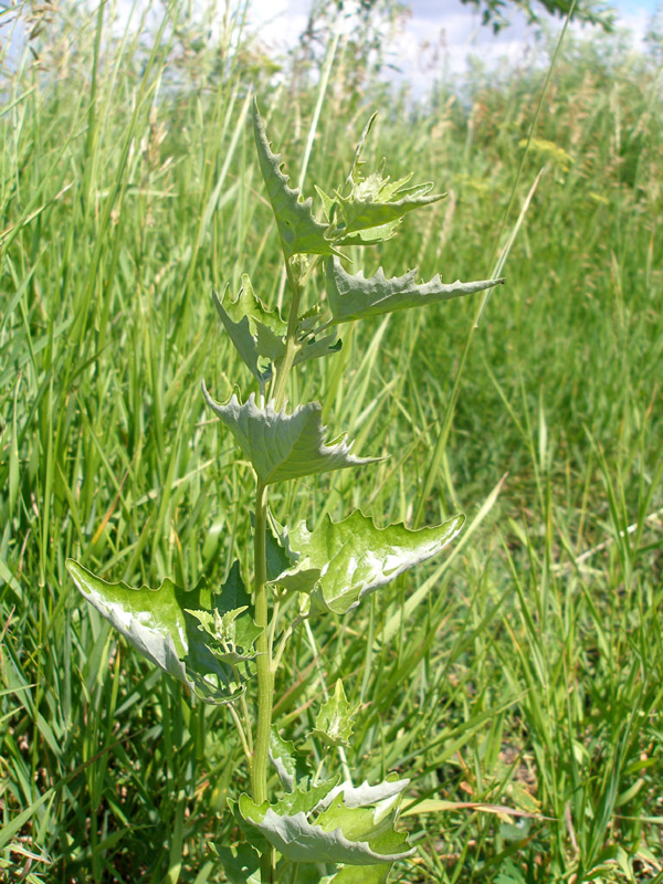 Image of Atriplex sagittata specimen.
