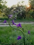 Delphinium ajacis