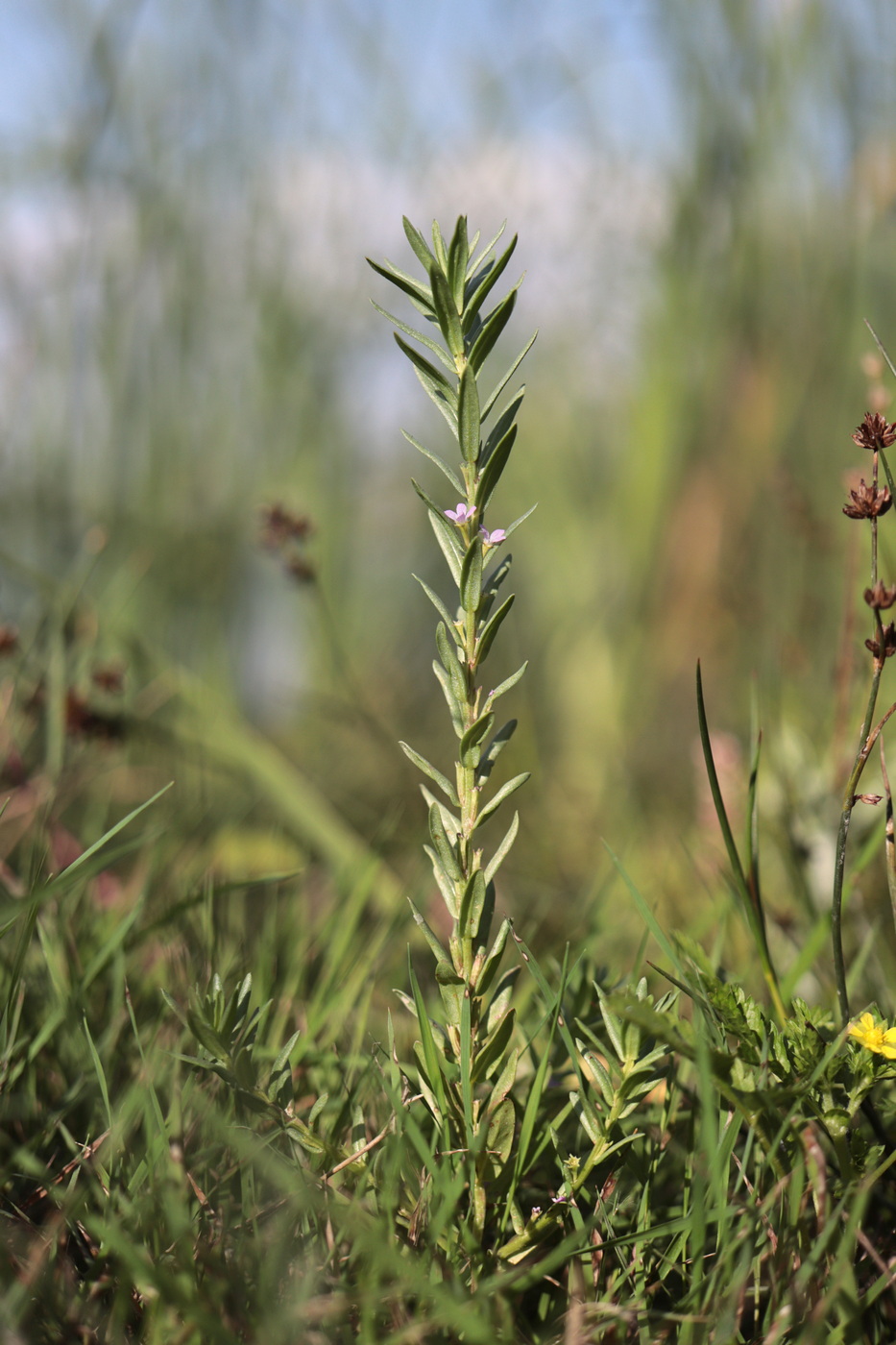 Image of Lythrum melanospermum specimen.