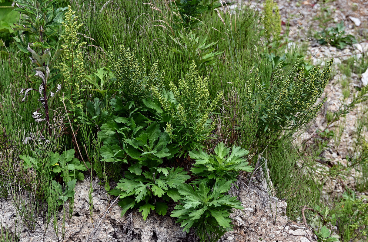 Image of Artemisia japonica specimen.