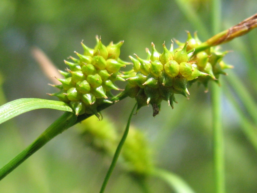 Изображение особи Carex serotina.