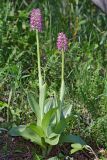 Orchis × angusticruris hybrid subspecies transcaucasica. Цветущие растения (высота наибольшего растения — 49 см, длина соцветия — 8 см). Дагестан, Кумторкалинский р-н; хр. Нарат-Тюбе, выс. ок. 580 м н.у.м., склон СВ экспозиции, разреженный дубовый лес. 28 апреля 2023 г.