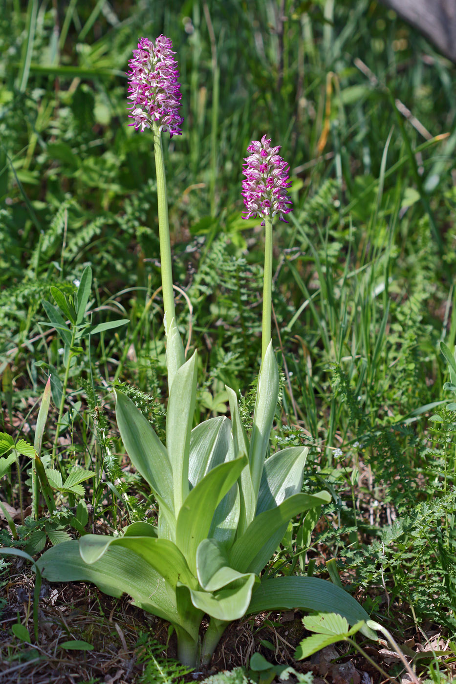 Изображение особи Orchis &times; angusticruris nothosubsp. transcaucasica.