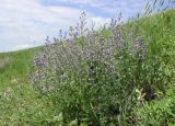 Nepeta parviflora