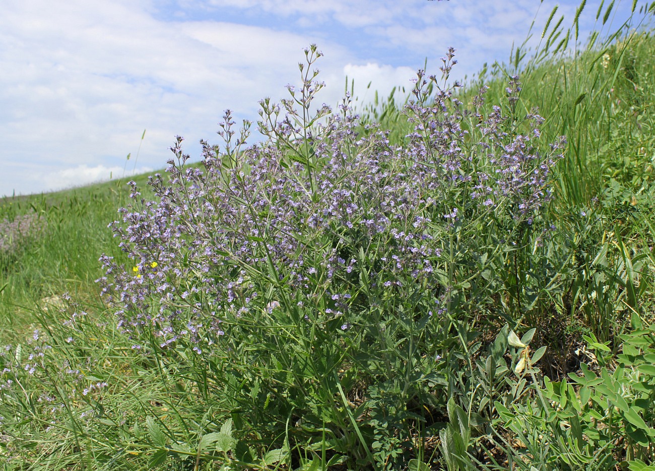 Image of Nepeta parviflora specimen.