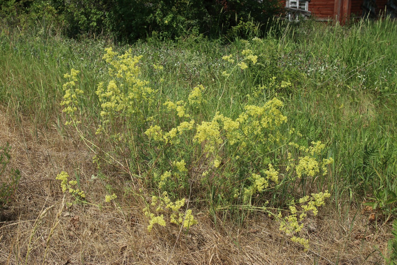 Изображение особи Galium × pomeranicum.