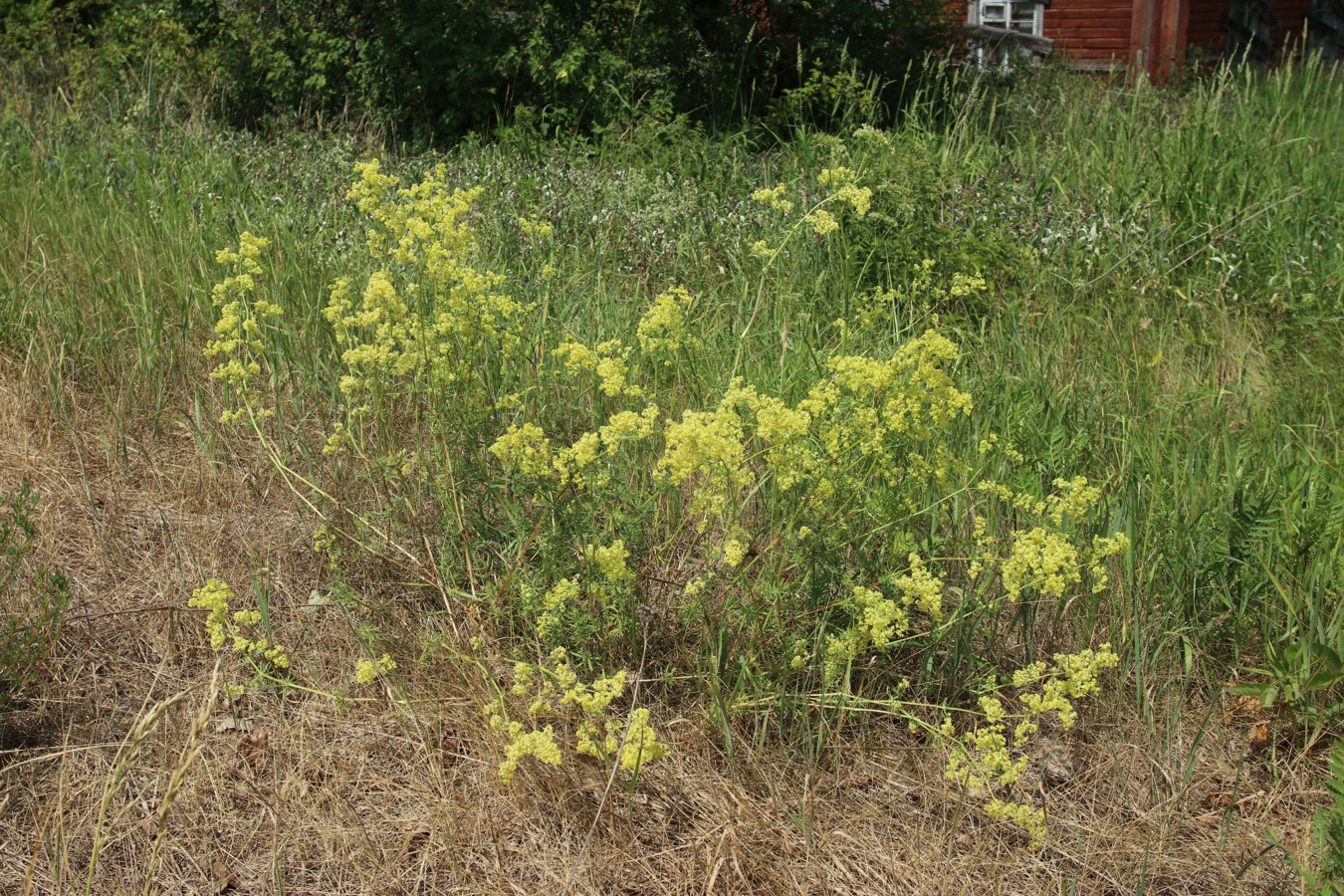 Image of Galium &times; pomeranicum specimen.