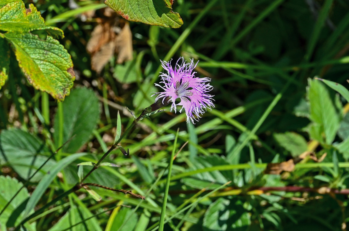 Изображение особи Dianthus superbus.