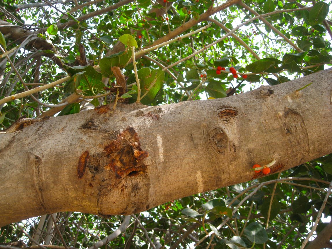 Изображение особи Ficus benghalensis.