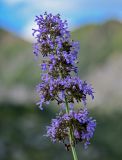 Nepeta formosa