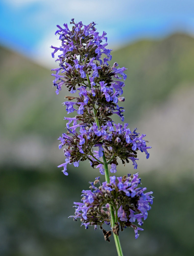 Image of Nepeta formosa specimen.