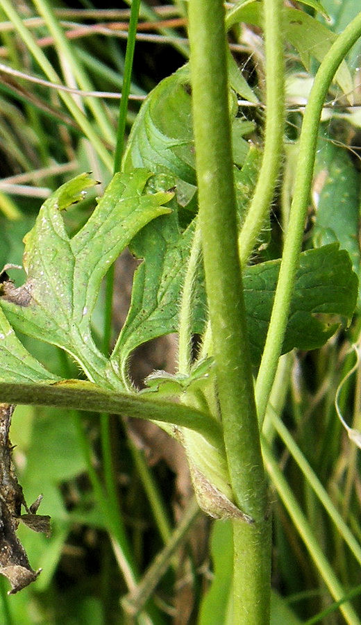 Image of Ranunculus propinquus specimen.