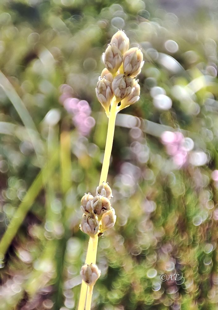 Изображение особи Tofieldia pusilla.