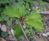 Cerasus avium