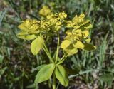 Euphorbia verrucosa