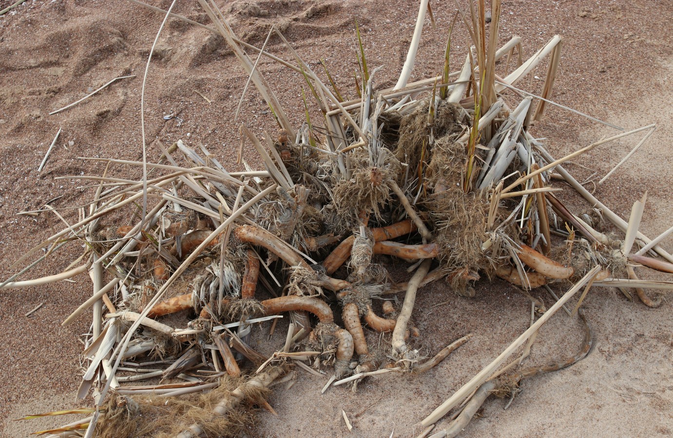 Изображение особи Typha angustifolia.
