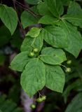 Euonymus planipes