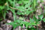 Lathyrus vernus