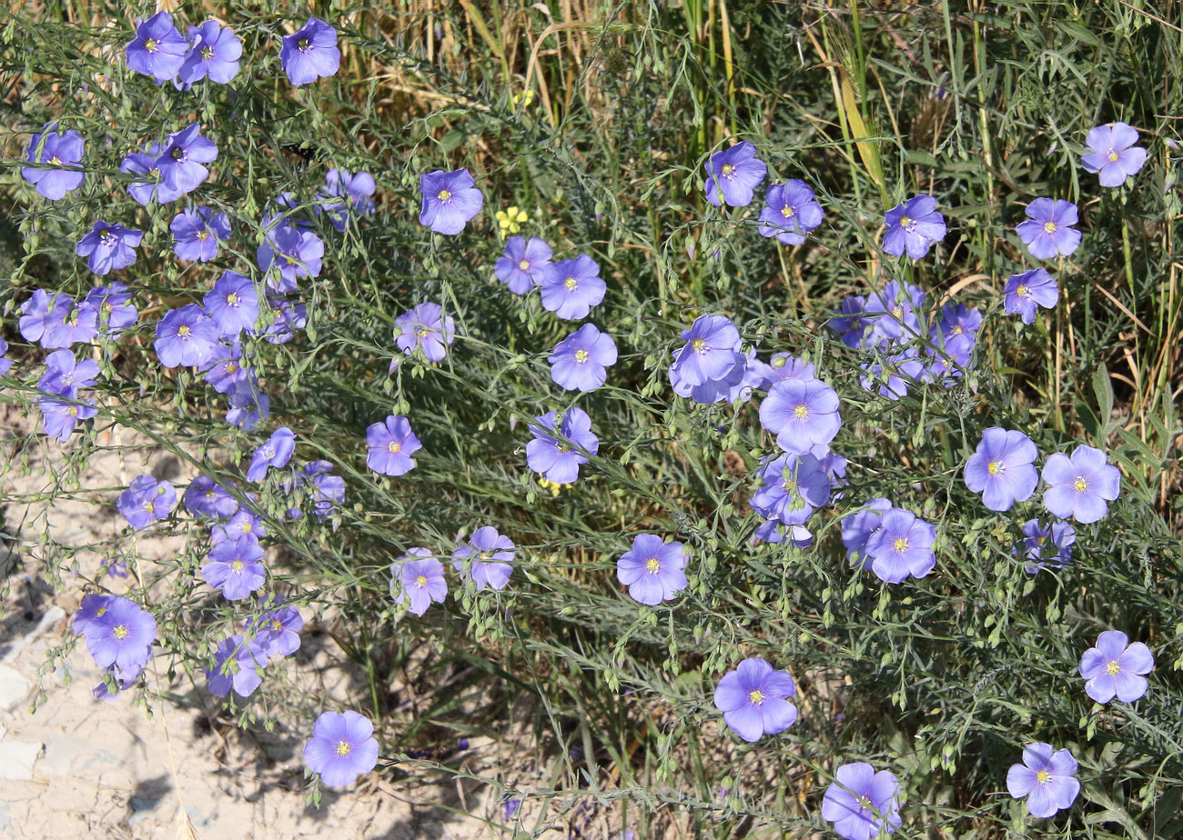 Изображение особи Linum austriacum.