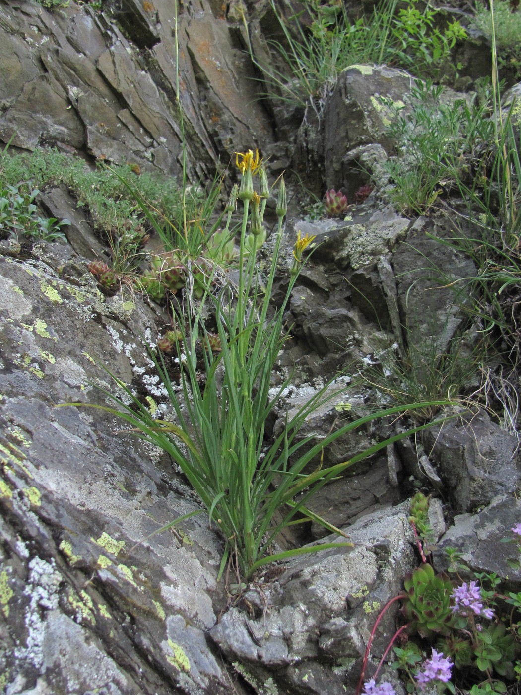 Изображение особи род Tragopogon.