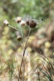 familia Asteraceae. Верхушка побега с соплодием и отцветшим соцветием. Турция, пров. Анталья, окр. бухты Чиралы, Ликийская тропа, каменистый склон. 29.05.2024.