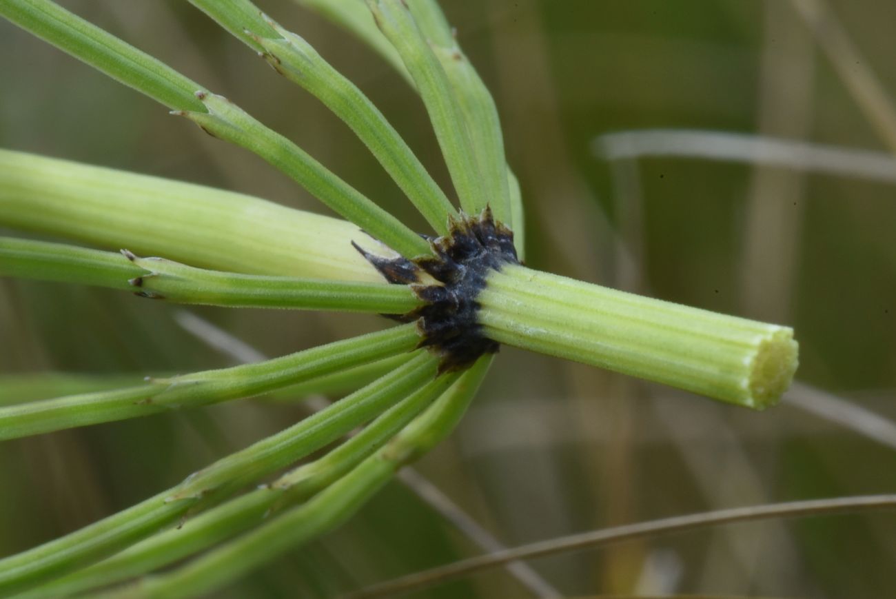 Image of Equisetum arvense specimen.