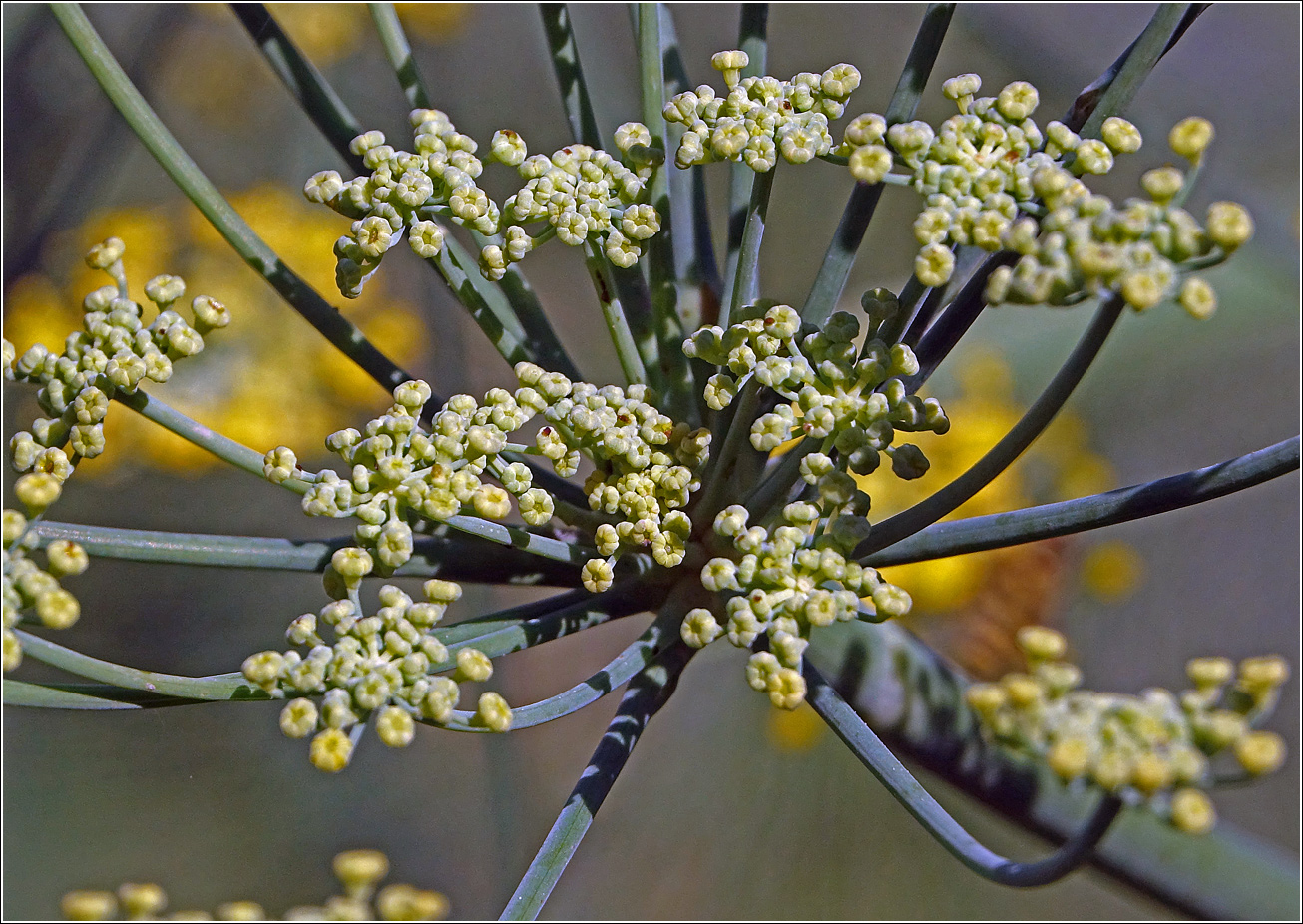 Изображение особи Foeniculum vulgare.