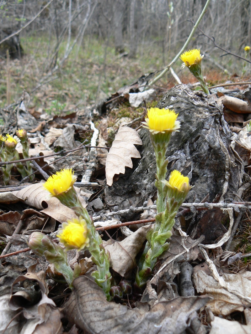 Image of Tussilago farfara specimen.
