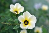 Turnera subulata