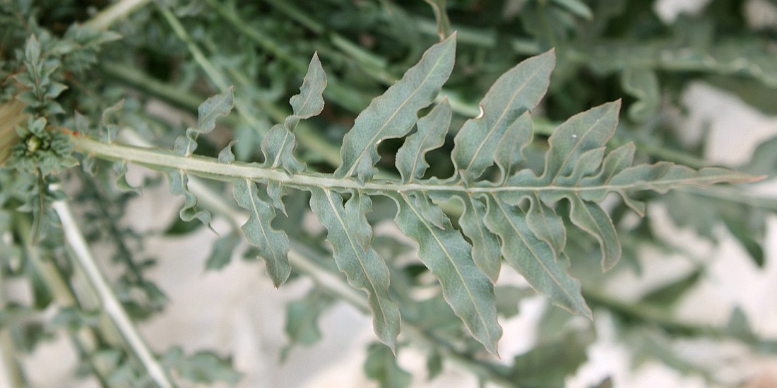 Image of Reseda alba specimen.