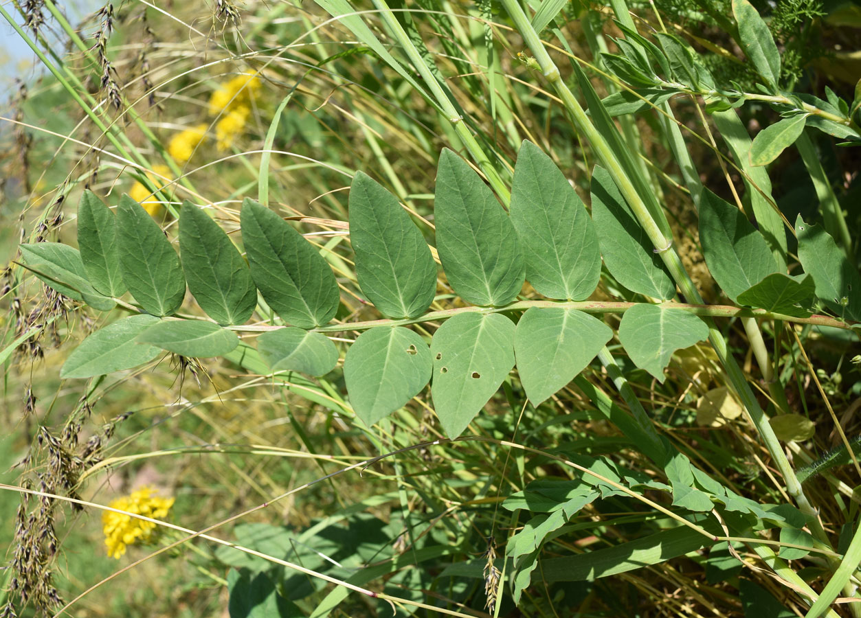 Image of Astragalus tschimganicus specimen.