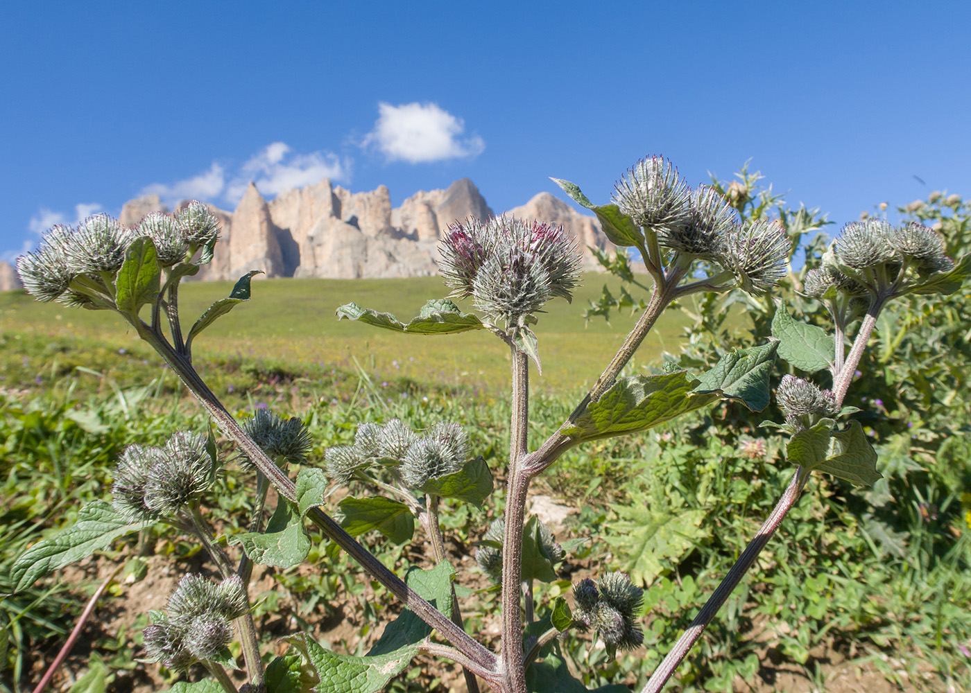 Image of genus Arctium specimen.