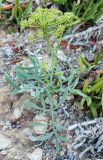 Crithmum maritimum